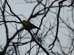Serinus serinus