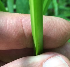 Carex stipata image