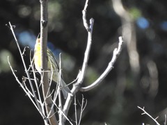 Serinus serinus