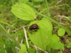 Ectatorhinus adamsii