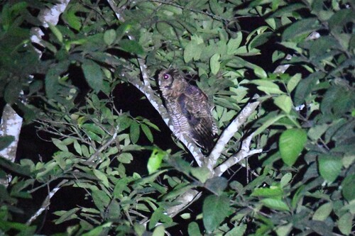Fraser’s Eagle Owl