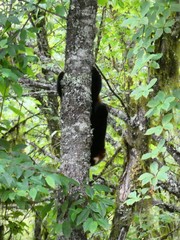 Ailurus fulgens styani