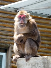 Macaca thibetana