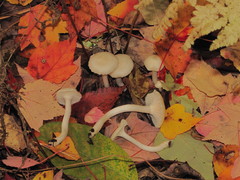 Cuphophyllus borealis