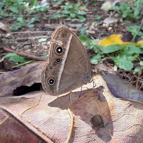 Ryukyu Bushbrown