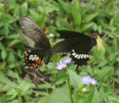 Papilio polytes romulus