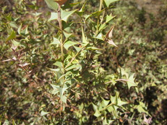 Gastrolobium trilobum