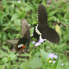 Papilio polytes romulus