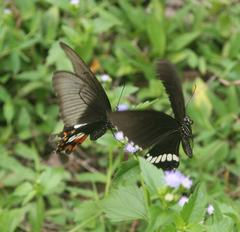 Papilio polytes romulus