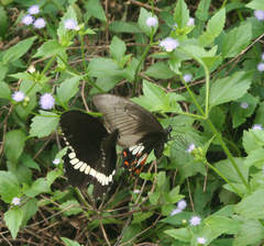 Papilio polytes romulus