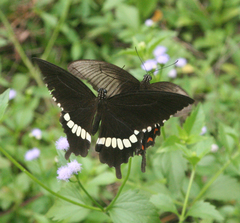 Papilio polytes romulus