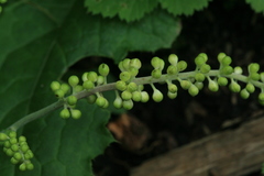Actaea simplex