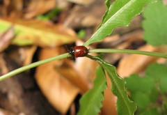Gonioctena rubripennis