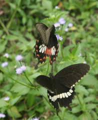 Papilio polytes romulus
