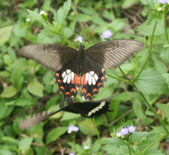 Papilio polytes romulus