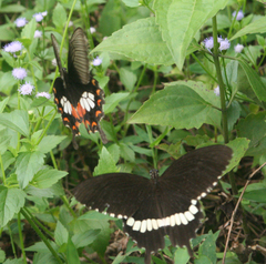 Papilio polytes romulus