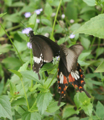 Papilio polytes romulus