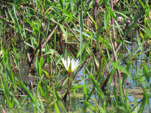Dotleaf Waterlily (Nymphaea pulchella)