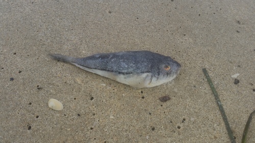 Banded toadfish (Torquigener pleurogramma) — Tetraodontidae — 2