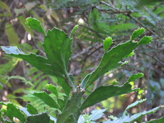 Brasiliopuntie (Brasiliopuntia brasiliensis)