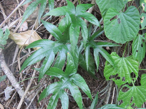 Dorstenia arifolia (Dorstenia arifolia)