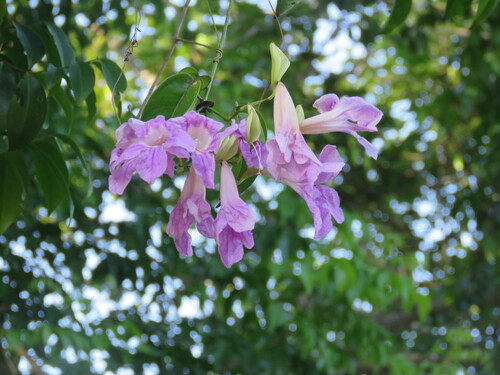 lavender trumpet vine (Bignonia callistegioides)