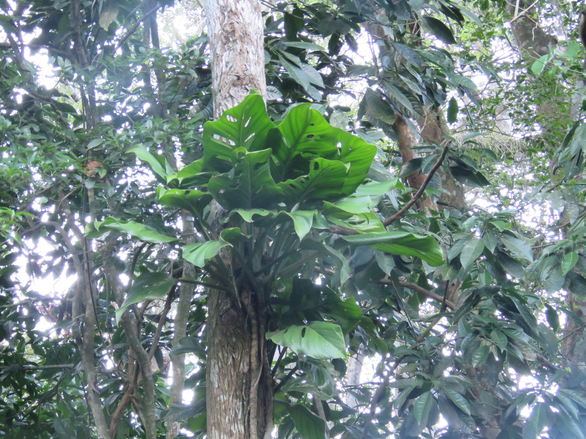 Swiss Cheese-Plant (Monstera adansonii)