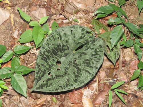 variegated monkey ball vine (Dioscorea dodecaneura)