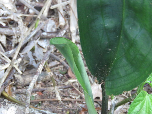 Prescottia stachyodes, photograph 2