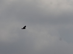 Buteo buteo buteo
