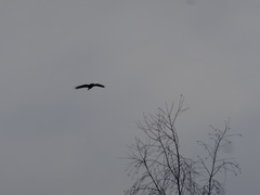 Buteo buteo buteo