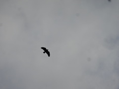 Buteo buteo buteo