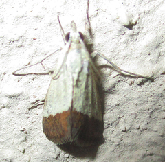 Odites natalensis
