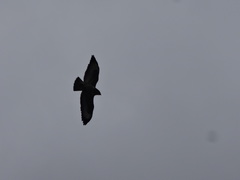 Buteo buteo buteo
