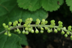 Actaea simplex