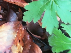 Geranium macrorrhizum