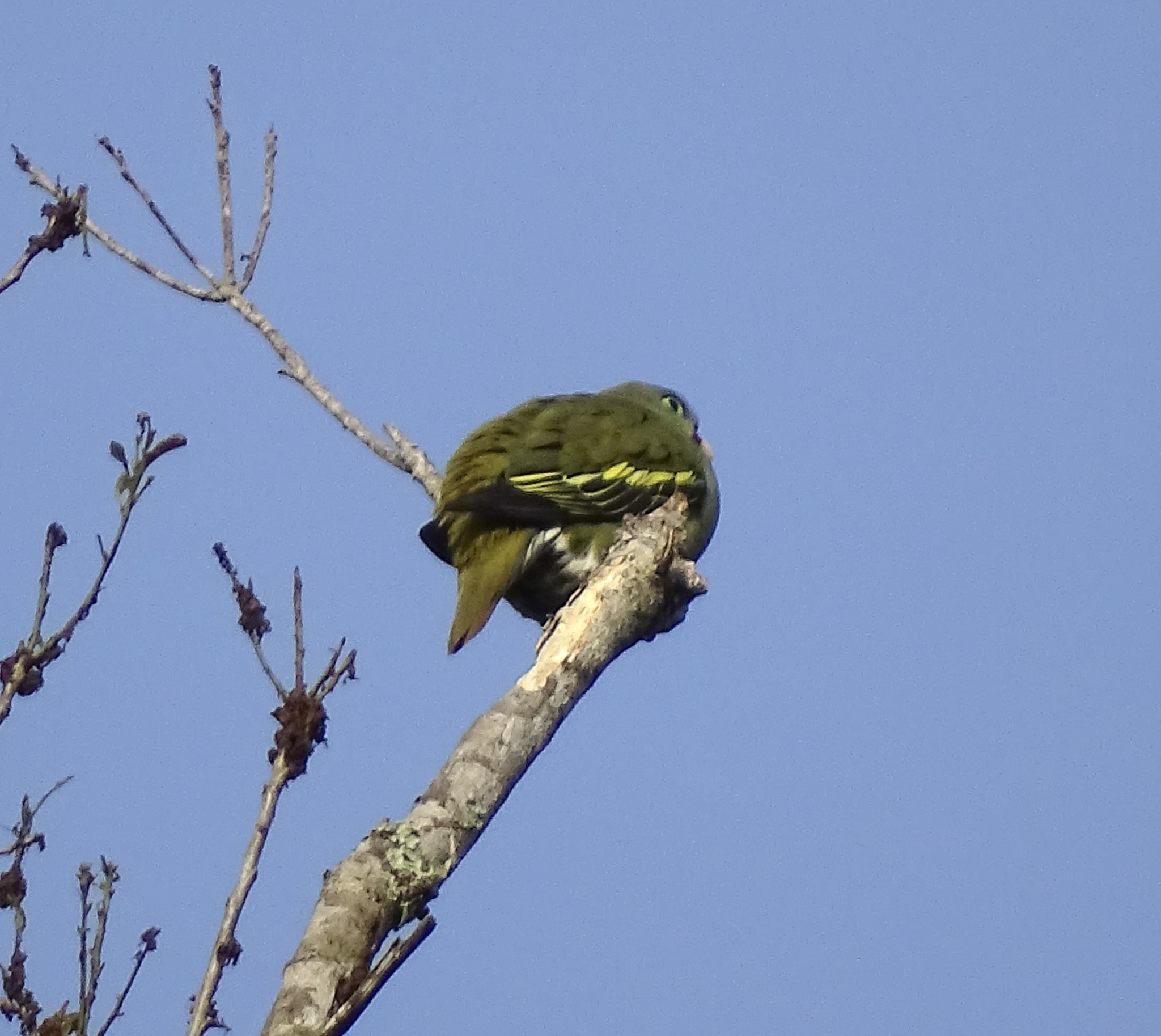 Thick-billed Green Pigeon (Treron curvirostra), photo 6