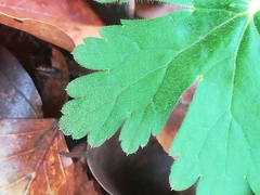 Geranium macrorrhizum