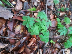 Geranium macrorrhizum