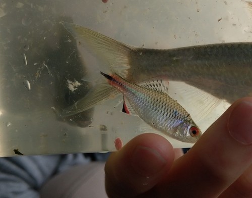 Taiwan bitterling (Tanakia himantegus) — Cyprinidae