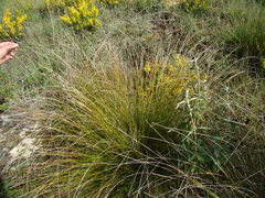 Schoenus nigricans
