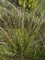 Schoenus nigricans