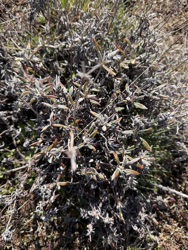 rock buckwheat (Eriogonum sphaerocephalum)