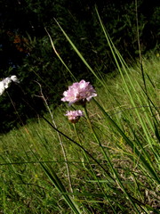 Armeria maritima sibirica