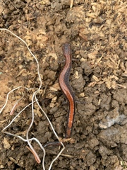 Plethodon cinereus
