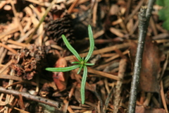 Abies sachalinensis