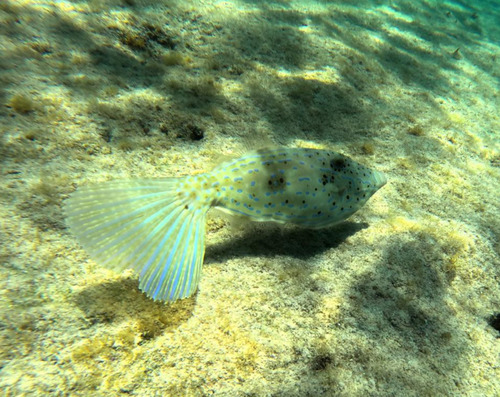 Aluterus scriptus