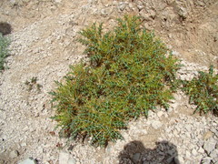 Ptilostemon hispanicus