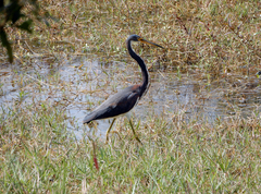 Egretta tricolor image