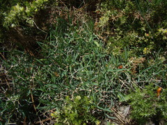 Bupleurum spinosum